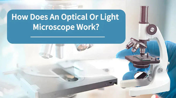 How Does An Optical Or Light Microscope Work?