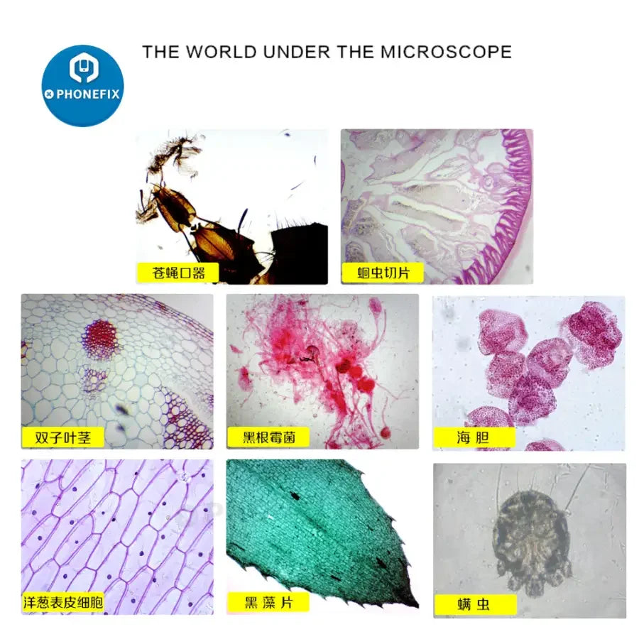 PhoneFix 40X-640X monocular biological microscope for kids and students, with eyepiece and adjustable focus.